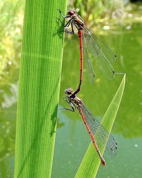 large red damselflies